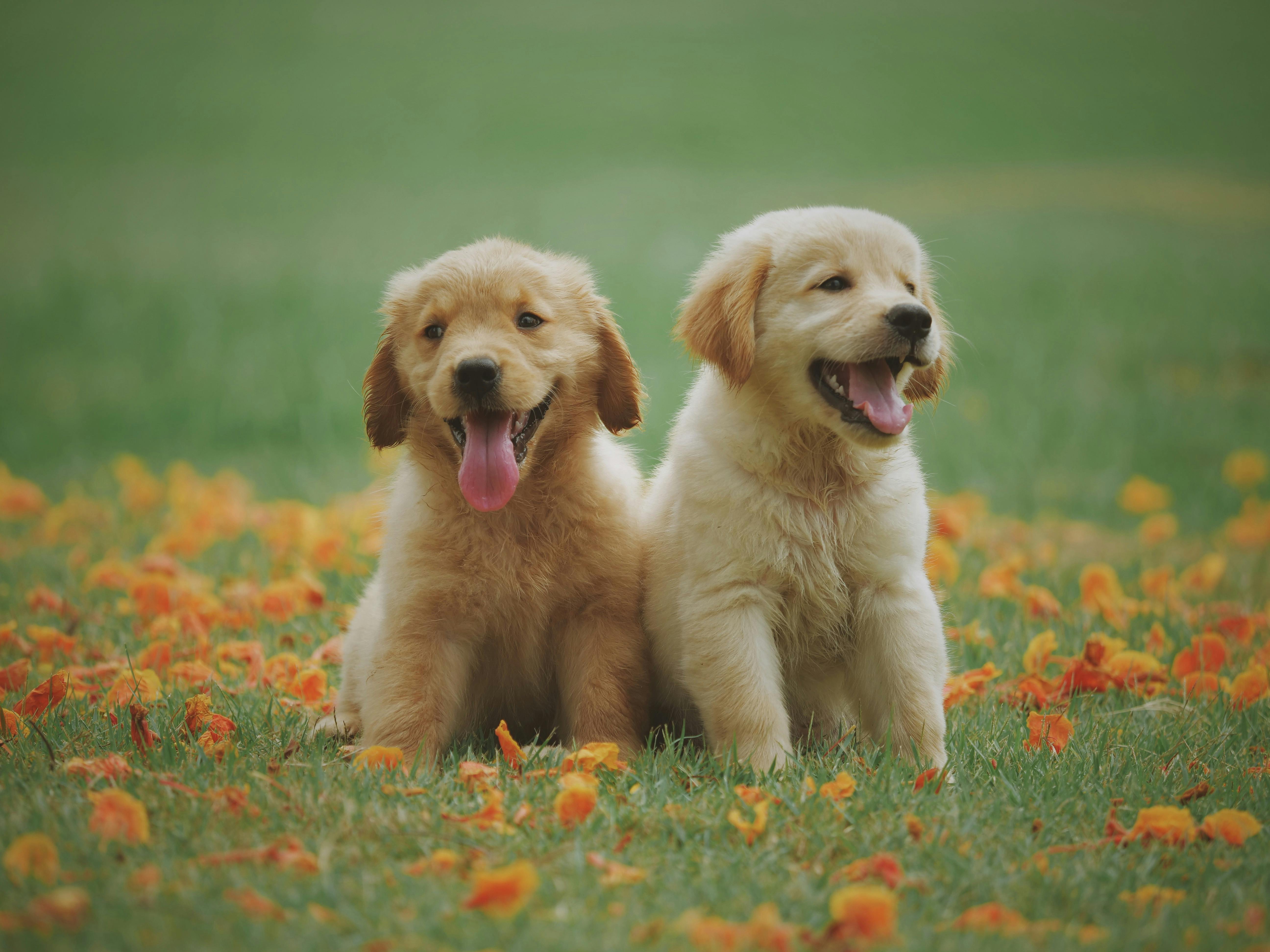 Cute Puppy